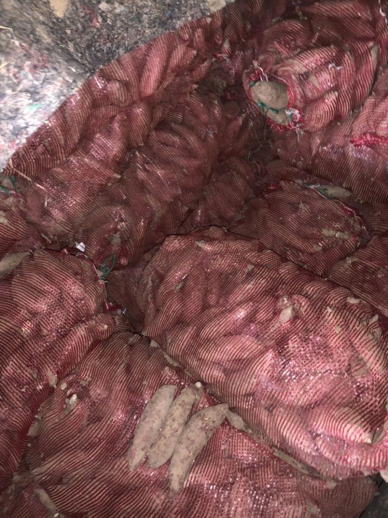 商薯19通货育苗薯安徽货大量出售