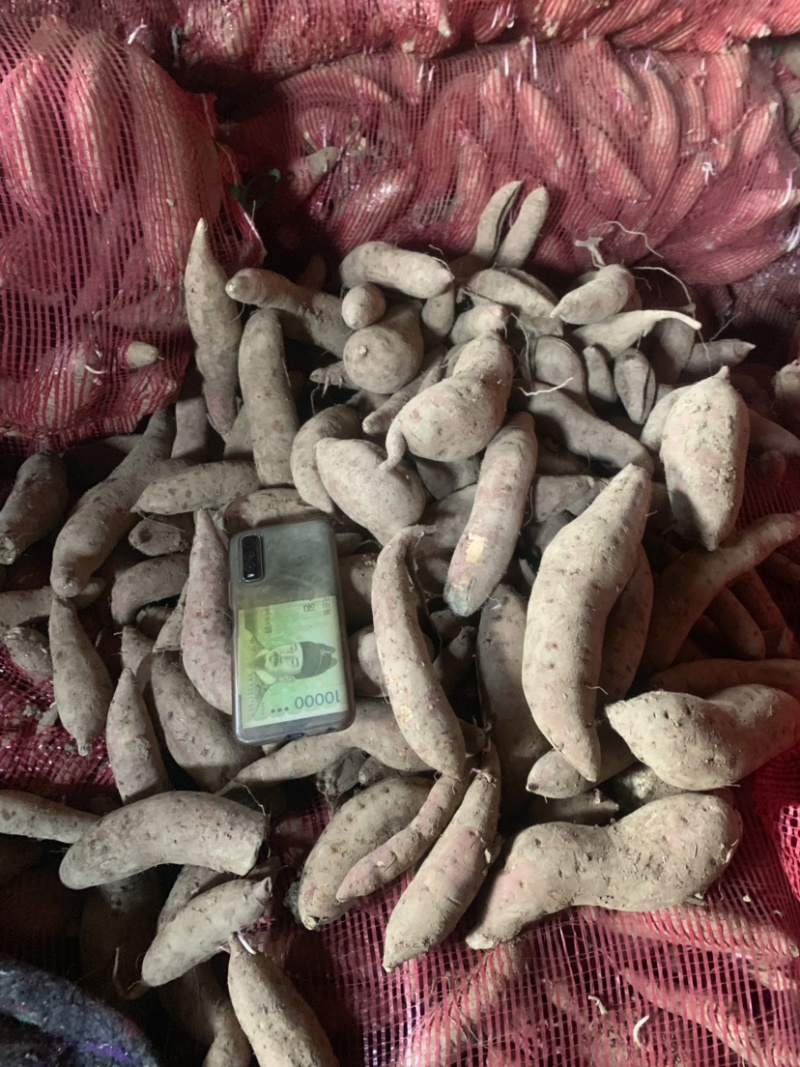 商薯19通货育苗薯安徽货大量出售