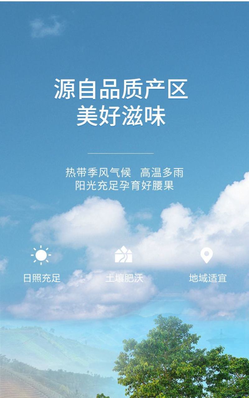 越南盐焗带皮腰果批发含罐250g500g坚果零食店小吃干