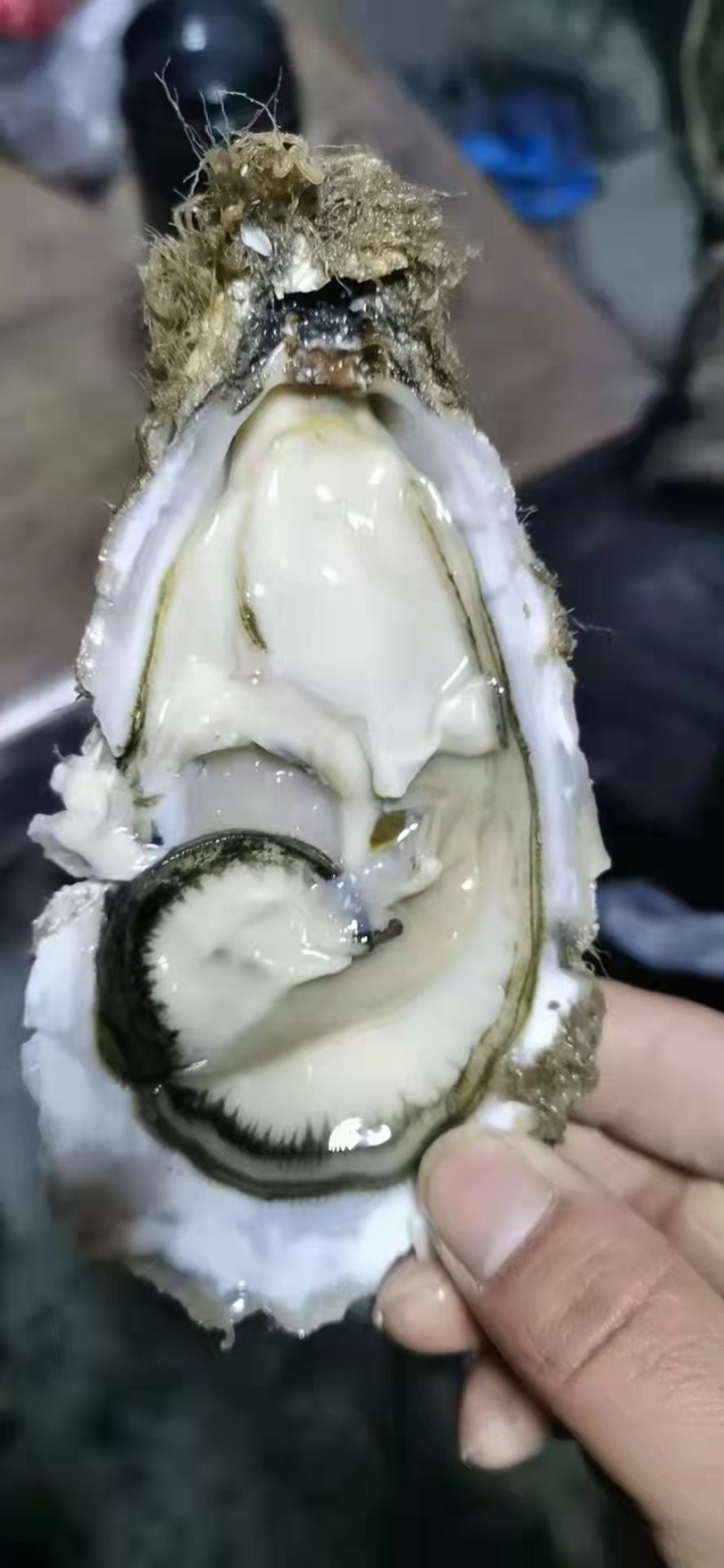 正宗乳山生蚝，肥度好，价格实惠，口感比其他产区好吃