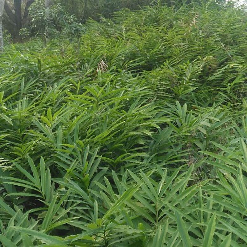 出售正宗阳春市砂仁苗