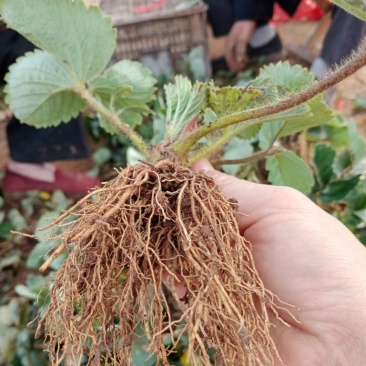 四季草莓苗，奶油味草莓，一棵也是批发价
