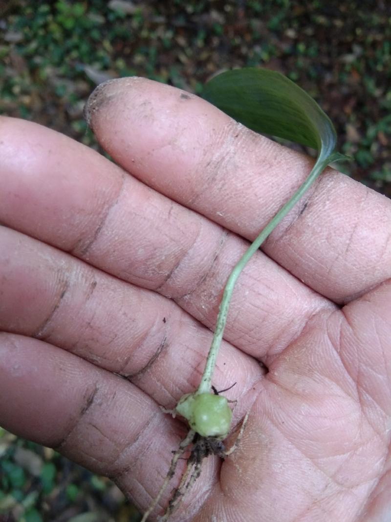 高杆姜型大黄精种苗