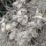 我是种植户，自家基地直发高杆姜型大黄精种苗，路天育苗。