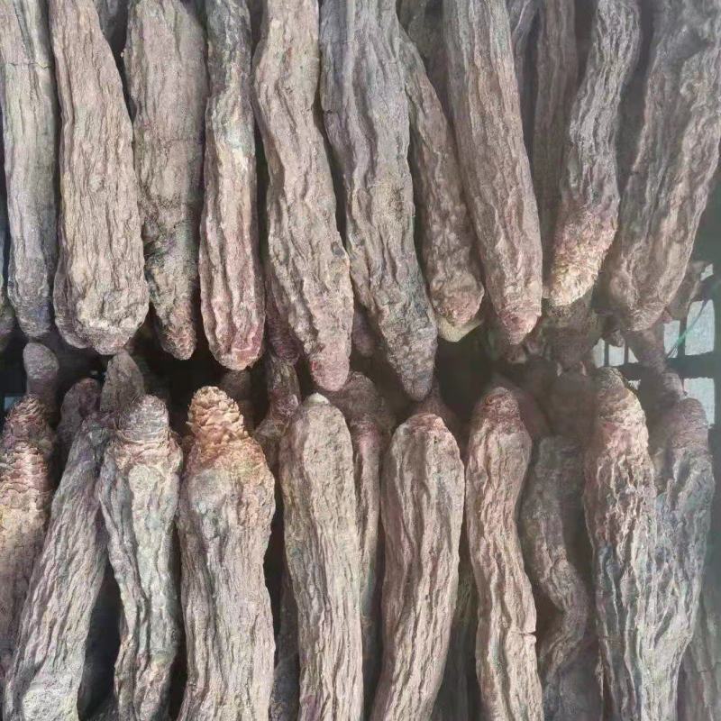 精品锁阳新货大量批发，场地直销货好特惠各种规格欢迎咨询