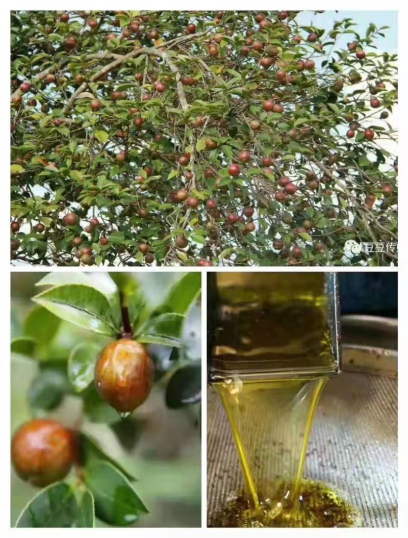 正宗野生山茶油，产地直供价格优惠！欢迎定购！