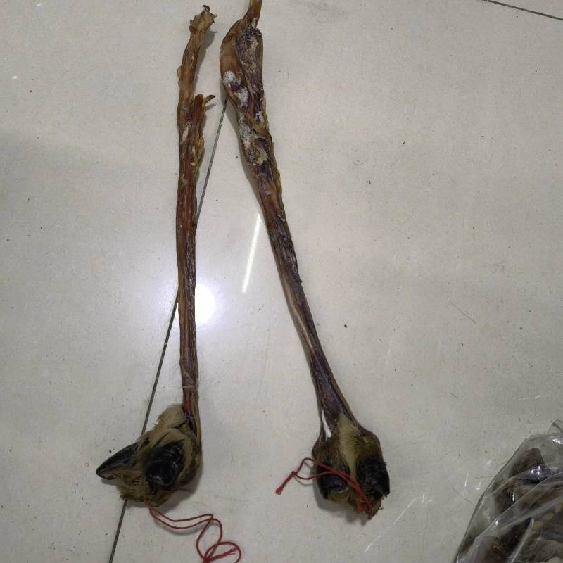 耗牛鞭青海新货关书药业