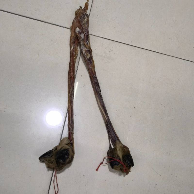 耗牛鞭青海新货关书药业