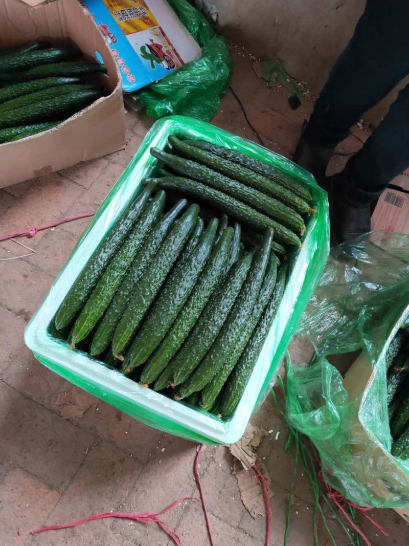 密刺黄瓜.质量好.产地代办.颜色好.干花.条很好.