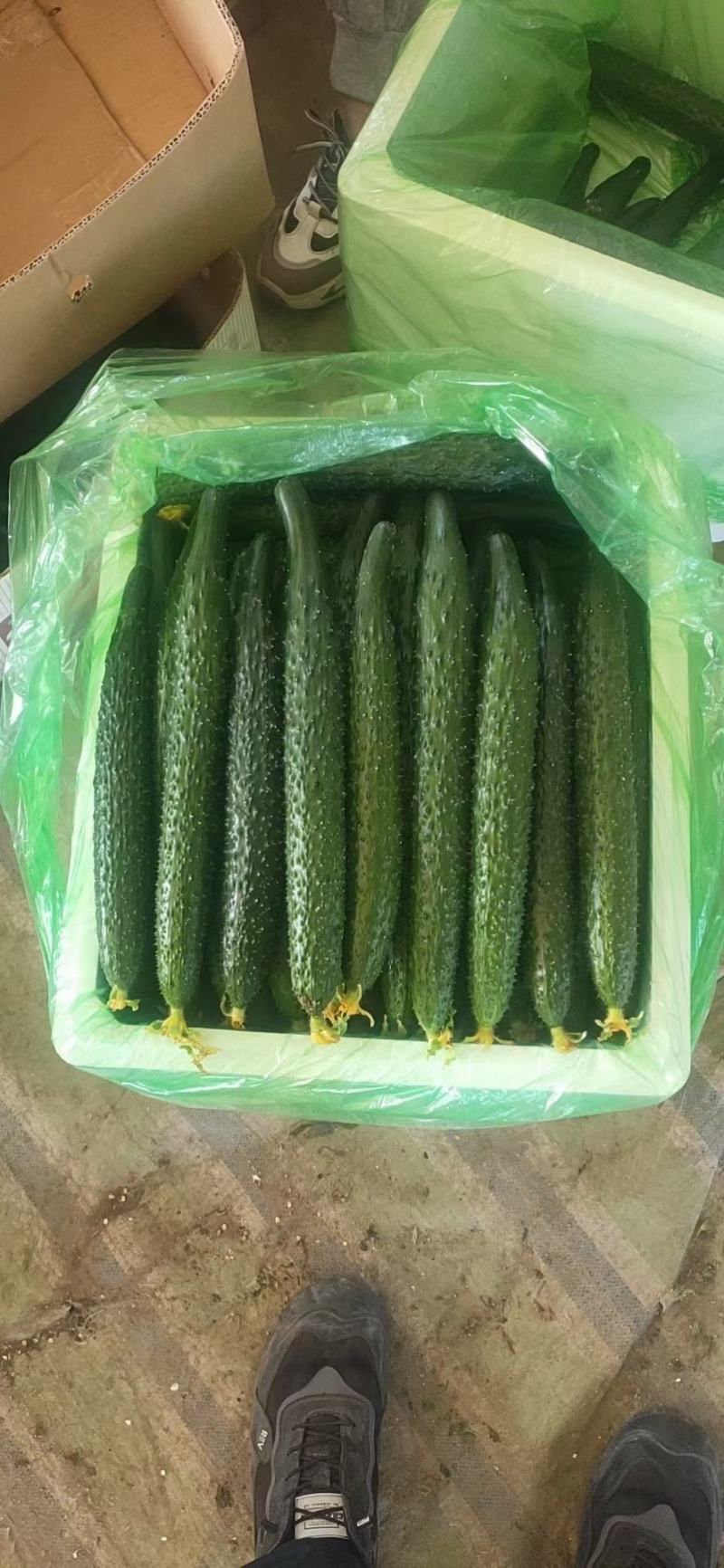 密刺黄瓜.质量好.产地代办.颜色好.干花.条很好.
