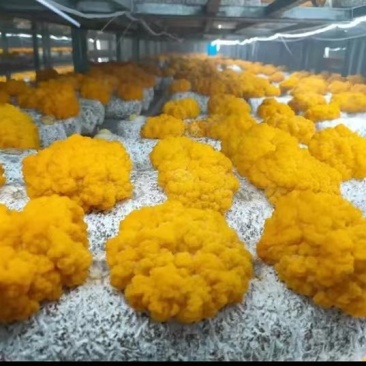金耳黄金木耳又称为金龟婿优质一手货源的菌种菌包