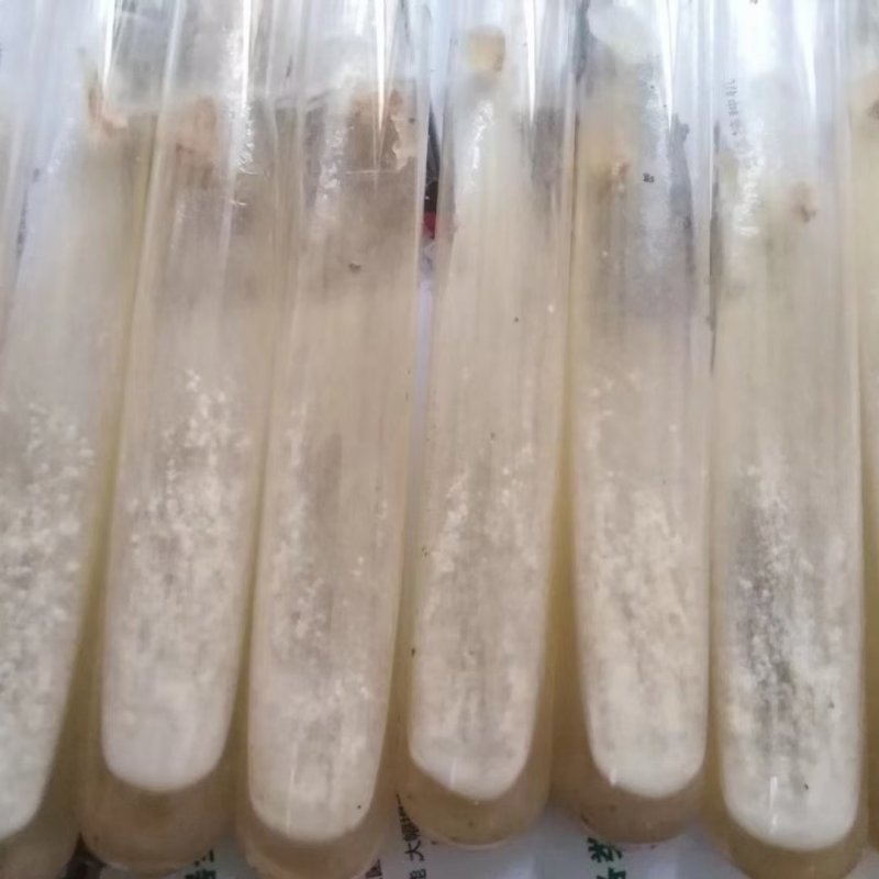 金耳黄金木耳又称为金龟婿优质一手货源的菌种菌包
