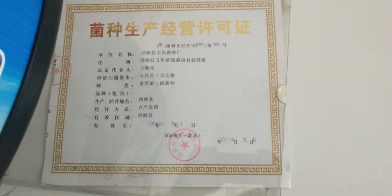 金耳黄金木耳又称为金龟婿优质一手货源的菌种菌包