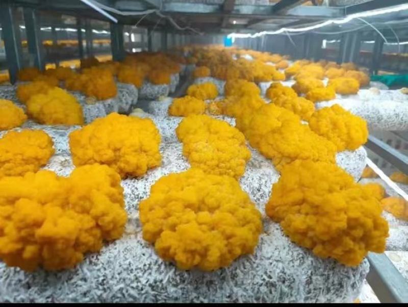 金耳黄金木耳又称为金龟婿优质一手货源的菌种菌包