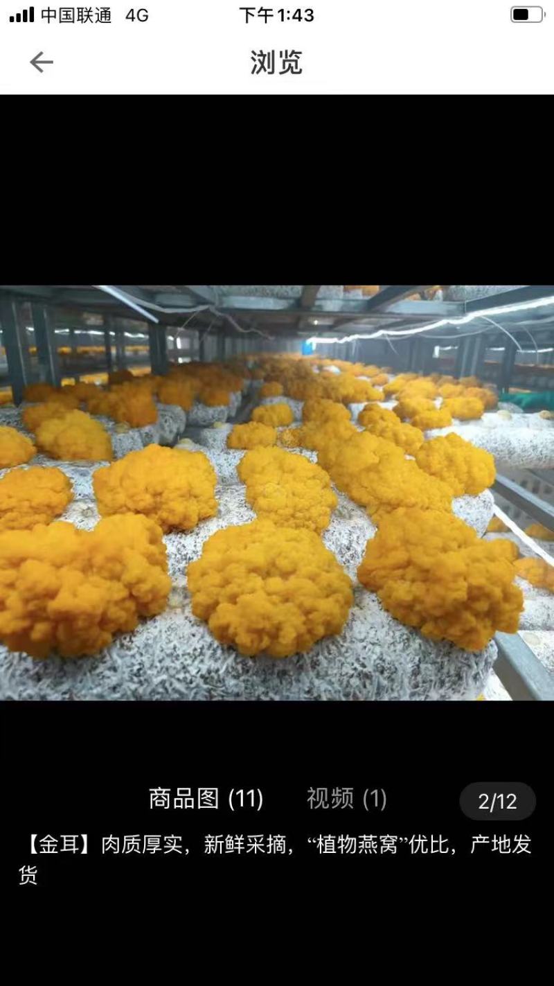 金耳黄金木耳又称为金龟婿优质一手货源的菌种菌包