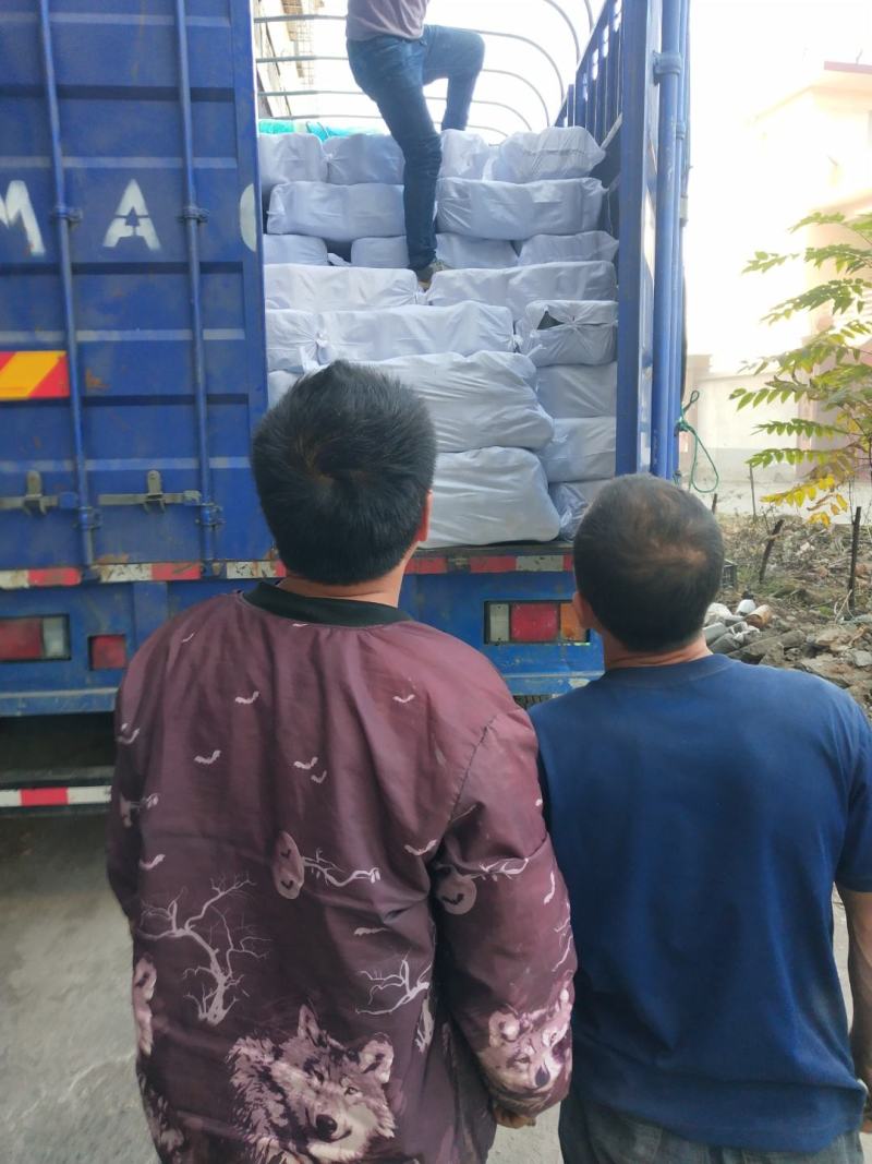 金耳黄金木耳又称为金龟婿优质一手货源的菌种菌包