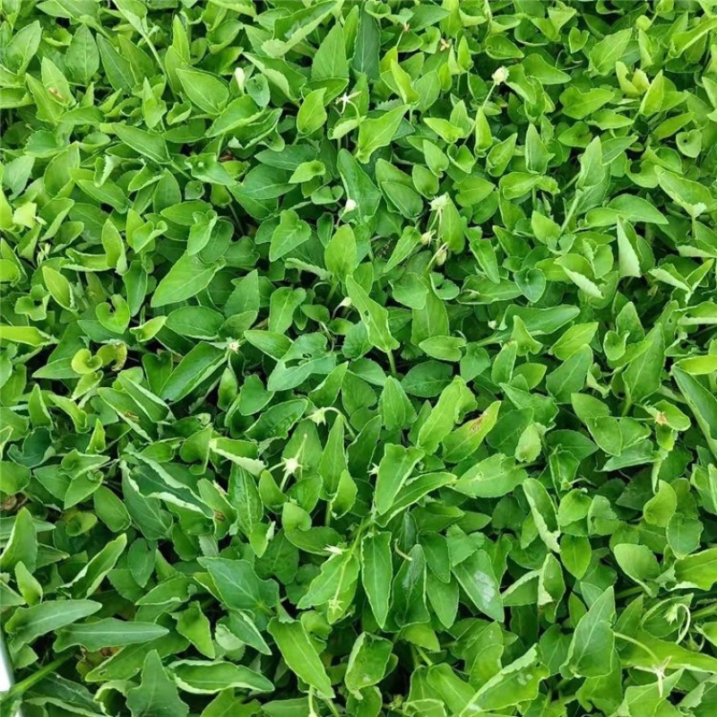 青州紫花地丁产地直发地被草花批发基地