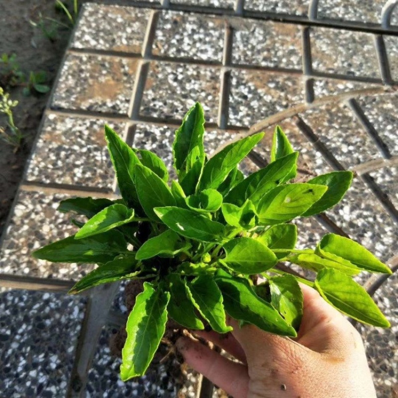青州紫花地丁产地直发地被草花批发基地