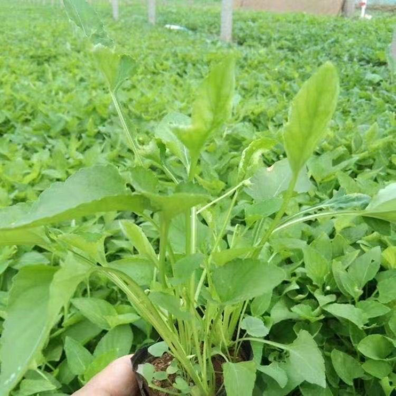 青州紫花地丁产地直发地被草花批发基地