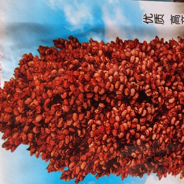 粘糯高粱种子，