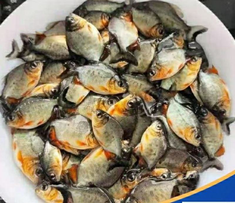 新品淡水白鲳鱼苗红鲳鱼苗食用鲳鱼苗活体红腹鲳鱼苗