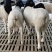 种羊、肉羊改良、屠宰羊、品种羊、杜泊杜寒种公羊