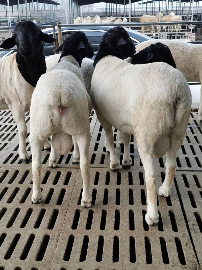 种羊、肉羊改良、屠宰羊、品种羊、杜泊杜寒种公羊