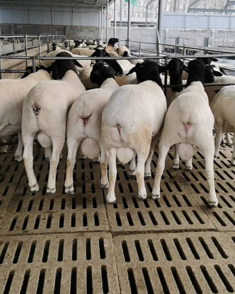 种羊、肉羊改良、屠宰羊、品种羊、杜泊杜寒种公羊