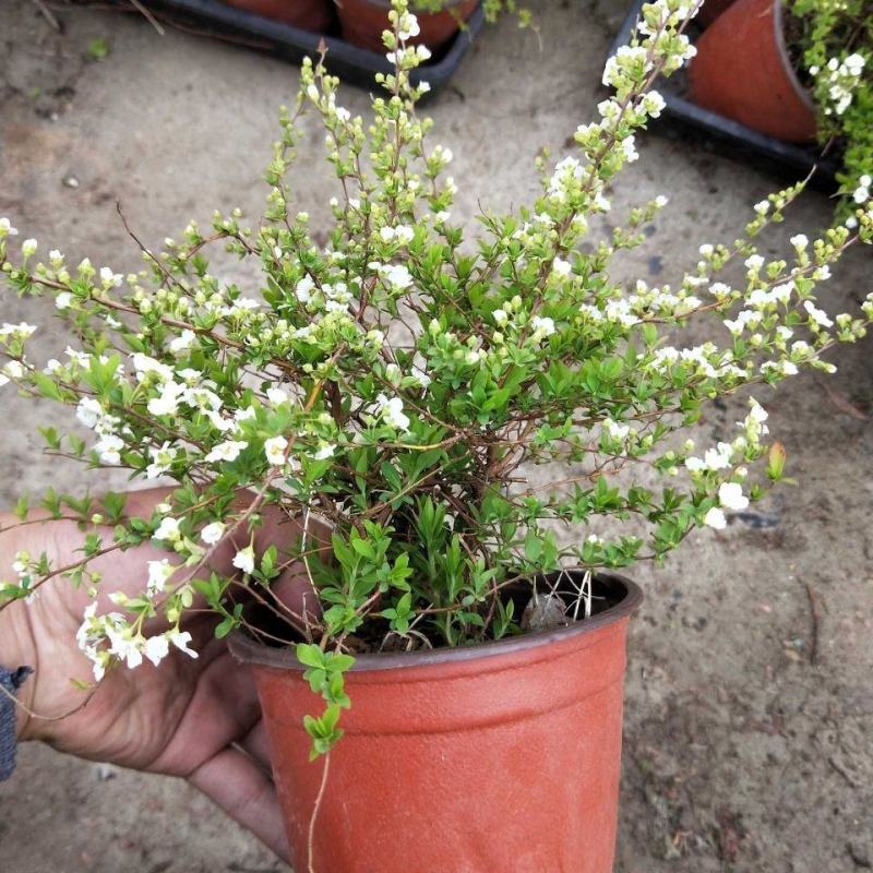 喷雪花盆栽冬季耐寒好养带花苞花卉室内外阳台庭院木本植物