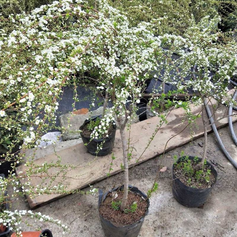 喷雪花盆栽冬季耐寒好养带花苞花卉室内外阳台庭院木本植物