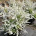 喷雪花盆栽冬季耐寒好养带花苞花卉室内外阳台庭院木本植物