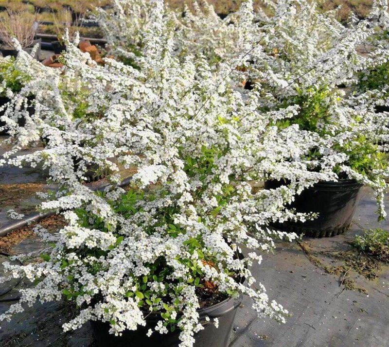 喷雪花盆栽冬季耐寒好养带花苞花卉室内外阳台庭院木本植物