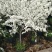 喷雪花盆栽冬季耐寒好养带花苞花卉室内外阳台庭院木本植物
