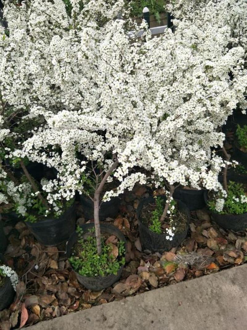 喷雪花盆栽冬季耐寒好养带花苞花卉室内外阳台庭院木本植物