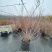 喷雪花盆栽冬季耐寒好养带花苞花卉室内外阳台庭院木本植物