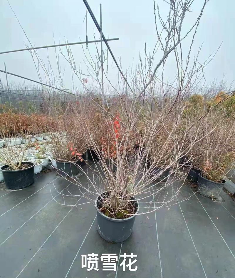 喷雪花盆栽冬季耐寒好养带花苞花卉室内外阳台庭院木本植物