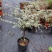 喷雪花盆栽冬季耐寒好养带花苞花卉室内外阳台庭院木本植物