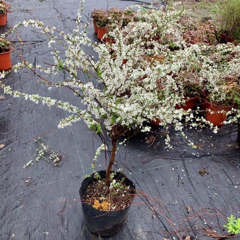 喷雪花盆栽冬季耐寒好养带花苞花卉室内外阳台庭院木本植物