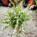 喷雪花盆栽冬季耐寒好养带花苞花卉室内外阳台庭院木本植物