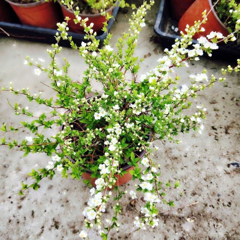 喷雪花盆栽冬季耐寒好养带花苞花卉室内外阳台庭院木本植物