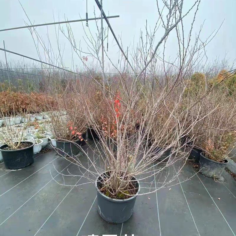 喷雪花盆栽冬季耐寒好养带花苞花卉室内外阳台庭院木本植物