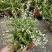喷雪花盆栽冬季耐寒好养带花苞花卉室内外阳台庭院木本植物
