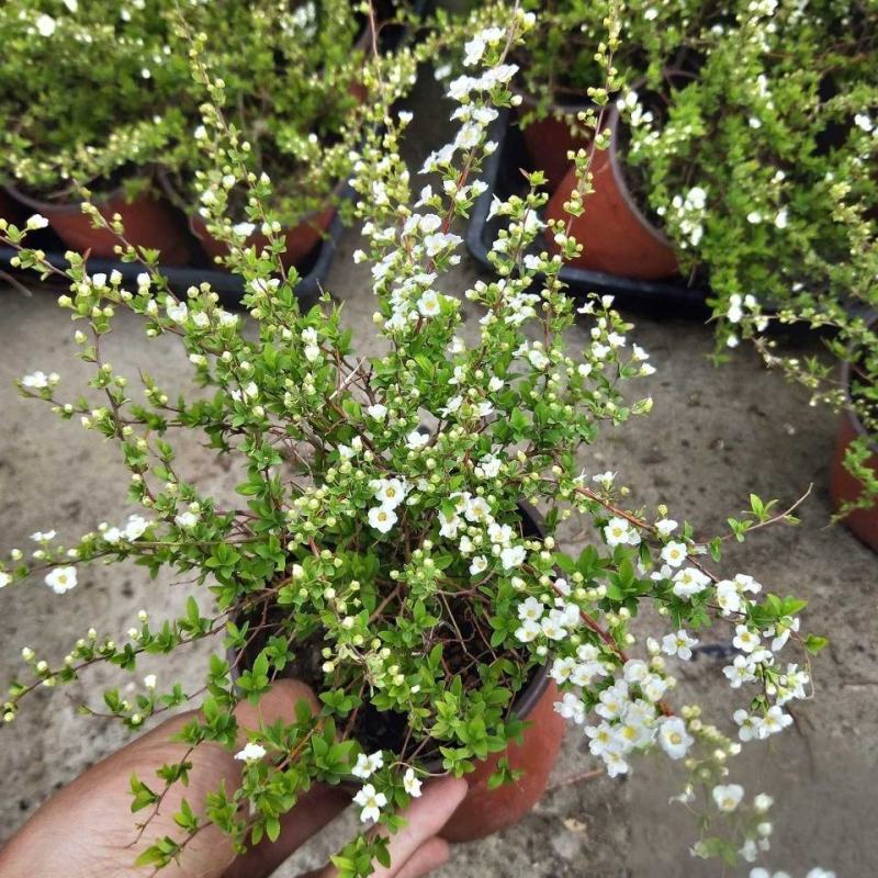 喷雪花盆栽冬季耐寒好养带花苞花卉室内外阳台庭院木本植物