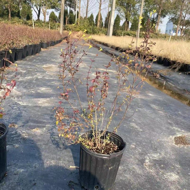 樱桃鼠尾草耐寒耐热花期长淡香味多年生盆栽观赏花