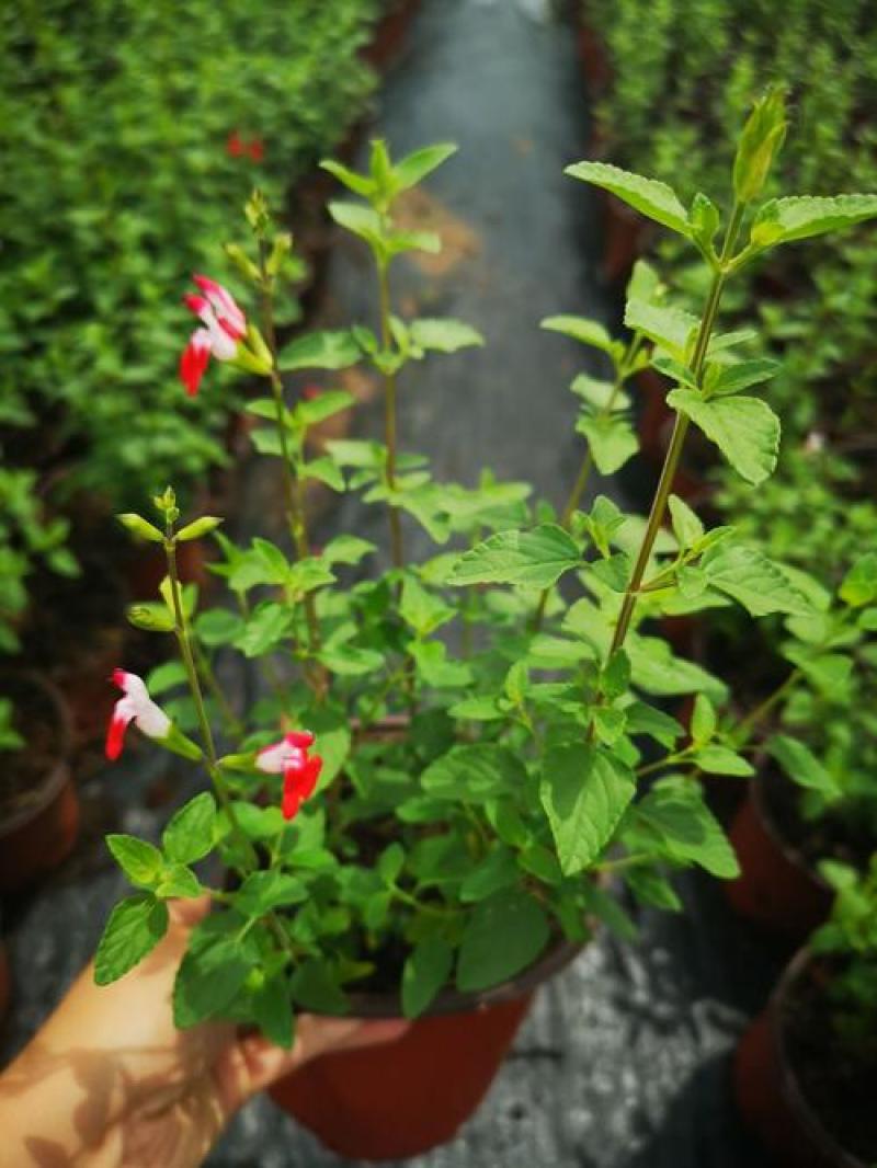 樱桃鼠尾草耐寒耐热花期长淡香味多年生盆栽观赏花