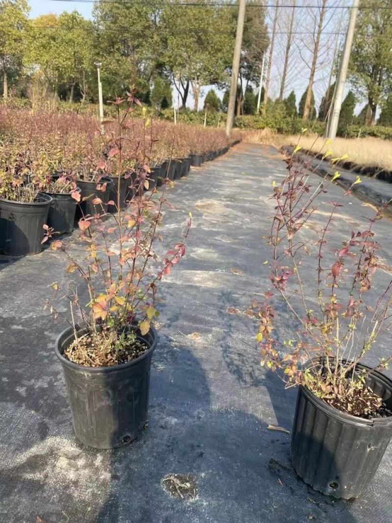 樱桃鼠尾草耐寒耐热花期长淡香味多年生盆栽观赏花