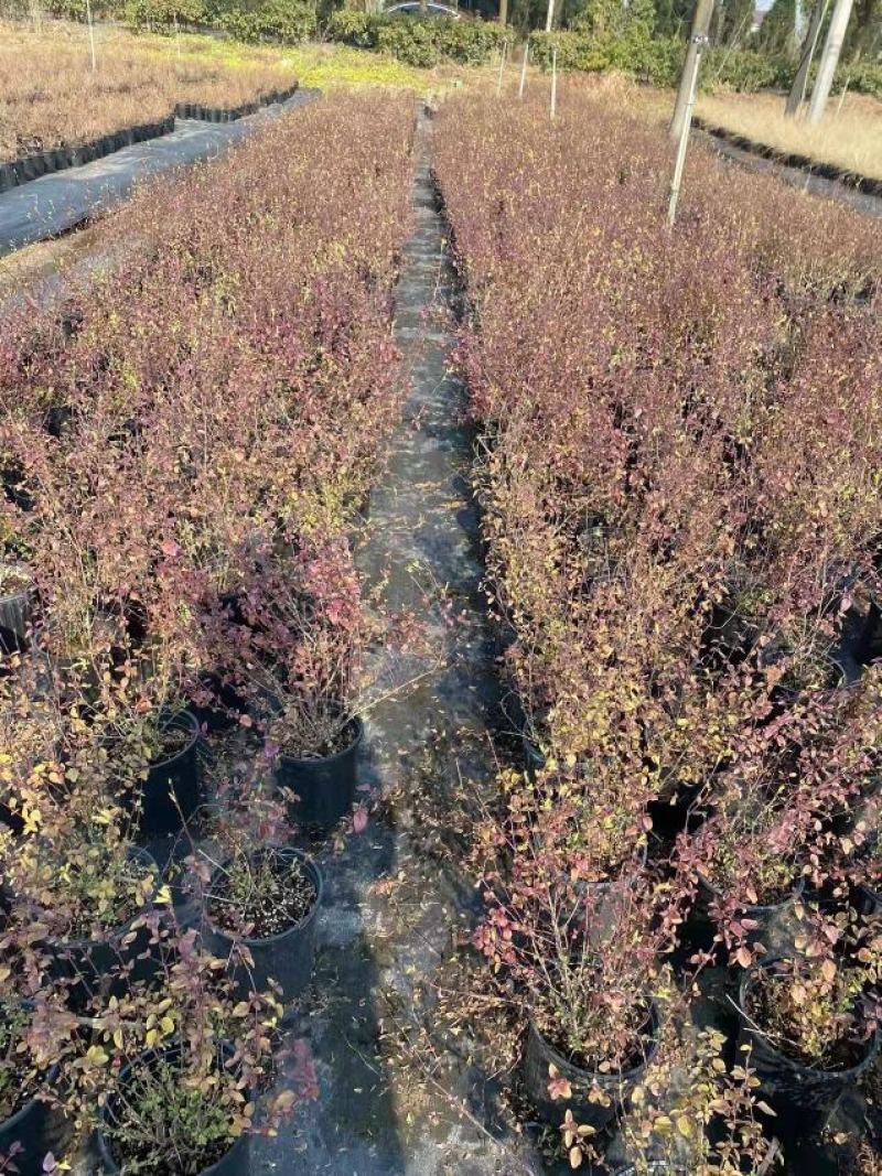 樱桃鼠尾草耐寒耐热花期长淡香味多年生盆栽观赏花