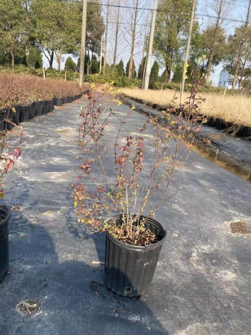 樱桃鼠尾草耐寒耐热花期长淡香味多年生盆栽观赏花