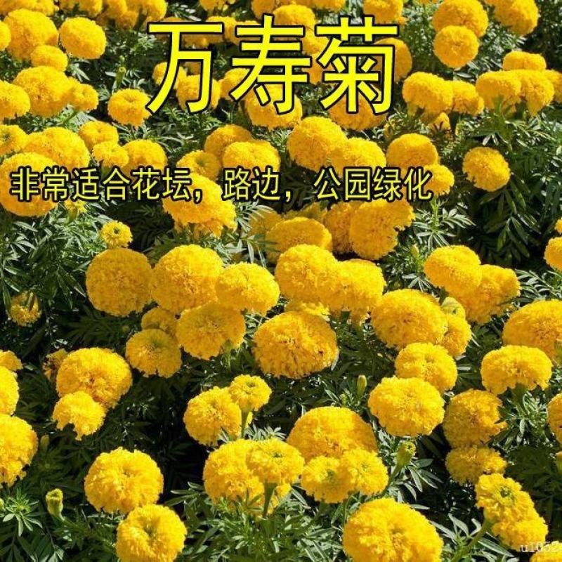 南非万寿菊花种子蓝目菊花籽子室外庭院鲜花种子花期长四季种