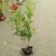 花镜植物菱叶绣线菊黄金喷泉盆栽植物花卉花园庭院种植